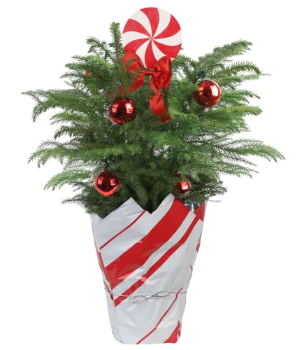 costa farms live christmas tree, 18 to 20 inches tall, decorated with christmas gift wrap, ornaments and tree topper, fresh from our farm